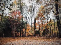 Cozy Cottage Wooded Retreat