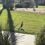 Comfortable & Spacious Borrego Springs Hideaway