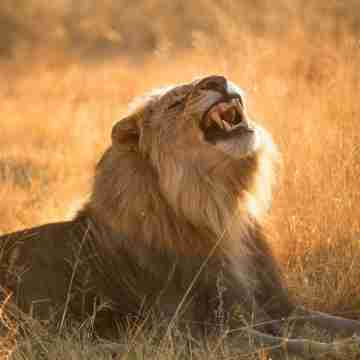 Nkala Safari Lodge Others