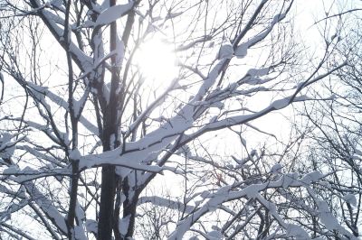 ホテル周辺 湯元ニセコプリンスホテルひらふ亭の写真