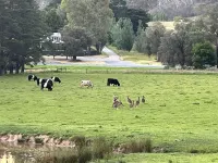 Yarra Fox Farm Farmstay in the heart of the Yarra Valley winery region. Hotel a Dixons Creek