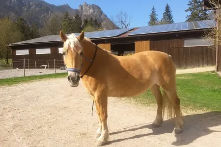 Ideal for nature lovers, families and dog owners