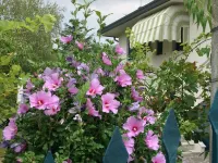 SPECIAL PRICE! - Casa del Vigneto - Holiday home near VENICE Hotel a Spinea