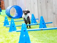 Log House Doggy Cottage Kashima