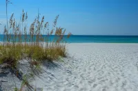 Sand Dollar W-103 - Beach