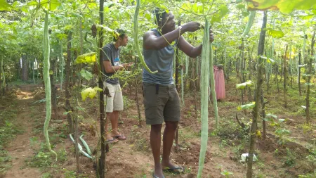 Araliya Self Cooking Resort Dambulla