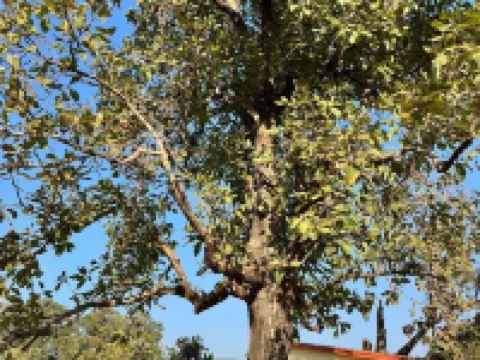 Home in the Jungle Pench Hotéis em Seoni