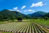 Wongwan Farm