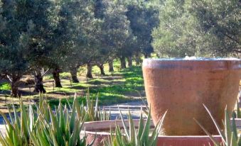 Olive Grove Guest Farm