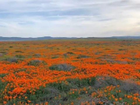 パームス イン & スイーツ パームデールのホテル