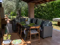 Olive Grove Sabina