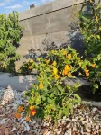 Siran Guest House Hotels in 