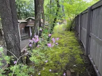 Pine Creek Treehouse