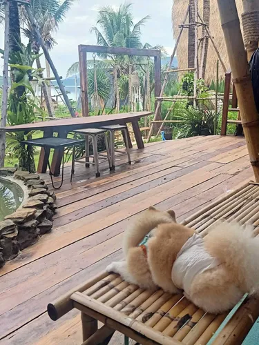 รูปภาพของเดอะ ฟร็อก คาบาน่า