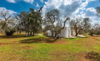 2770 Uliveto Valeria - Trullo Melograno by Perle di Puglia