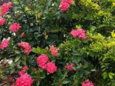 Hidden Treasure, Ocean View Villa w/ private pool. Hotels in Treasure Beach