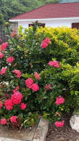 Hidden Treasure, Ocean View Villa w/ private pool. Отели рядом с достопримечательностью «Treasure Beach»