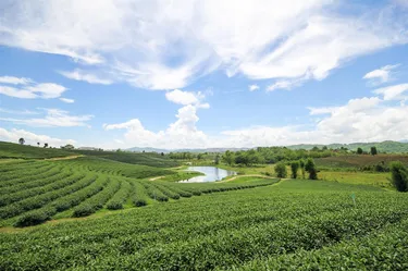 รูปภาพของสวนสิริ รีสอร์ท