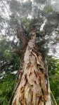 Whole House Rental Inn Horizon Line Hotels in Yakushima
