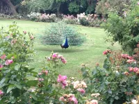 Quiet Standing, Very Large Terrace, Swimming Pool, 800 M from the Beach, Renovated in 2024 Hotels in Saint-Cyprien