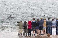 Stunning quiet location with views across the Moray Firth home to dolphins. Hotels in Fortrose