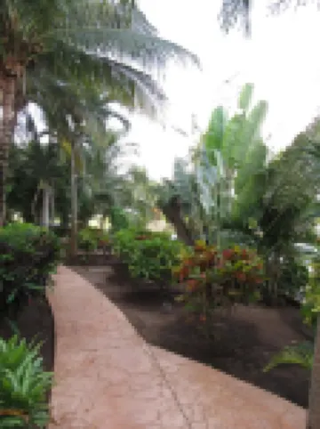 Peaceful Oceanfront Paradise - 100 Feet from Caribbean!