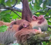 105 - Beachfront Cozy  Room Down Town Puerto Viejo
