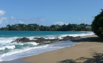 Croton Studio at Sungold House Barbados