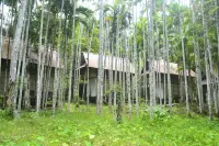 The Forest Elephant - Formerly Known As the Flying Elephant