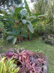 Binks Appartments Hotels in Roseau