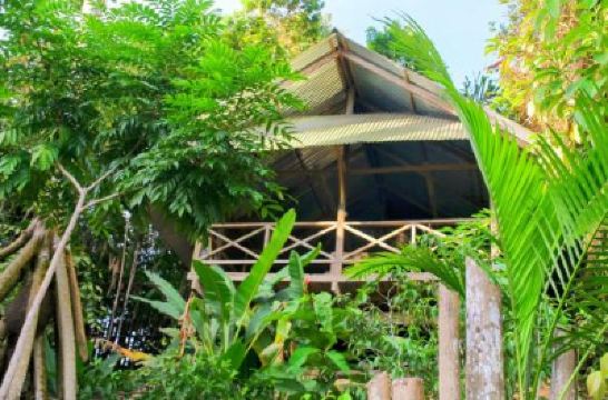 Public Areas Ayahuasca Photo