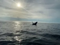 Hospedaje Ata Ladrilleros Hotels in Buenaventura