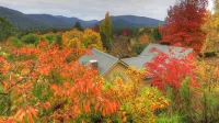 Chestnut Tree Holiday Units