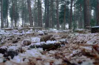 Daisybank Cottage Boutique Bed and Breakfast Hotels in Brockenhurst