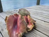 Pink Bikini Apartment with Dock, Green Turtle Cay Hotels in Green Turtle Cay