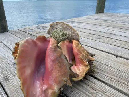 Pink Bikini Apartment with Dock, Green Turtle Cay Отели в г. Green Turtle Cay