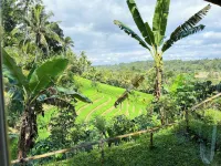 Frame Cabin with Endless Rice Field View