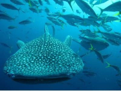 その他 ベストウェスタン沖縄幸喜ビーチの写真