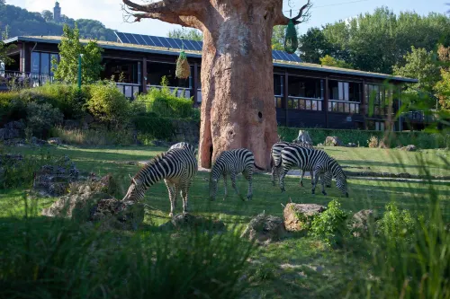 City Hotel Kaiserhof - Pet-friendly