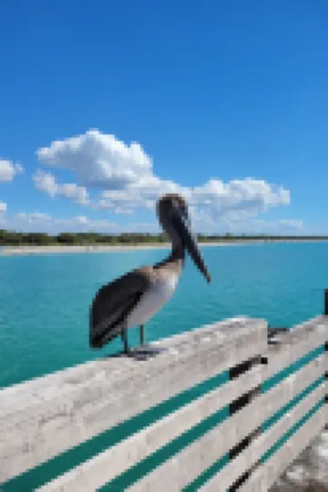 Tropical vacation house with large, heated pool and spacious, open floor plan