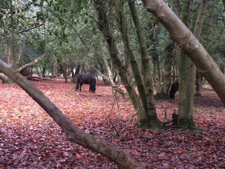 BARN COTTAGE. Delightful luxury rustic barn conversion nr New Forest/south coast