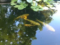 The Backyard Shed- Norris Lake or the Mountains Hotel a Campbell County