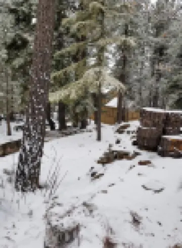 Surrounded by Pines, Family / Pet Friendly minutes from Snow Valley !!!