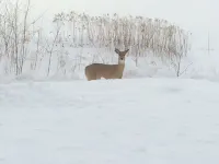 Luxurious Galena Territory 5 Bedroom home, Hot Tub, Firepit