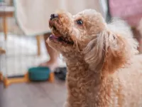 Bihoku Hillside Park Cohan Stays Shobara Hotels in Shobara