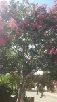 Nthateng Bed and Breakfast Tourism Hotel a Pimville