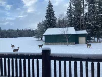 Quaint cabin in the woods