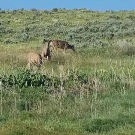 Wild Skies Cabin Rentals in Craig