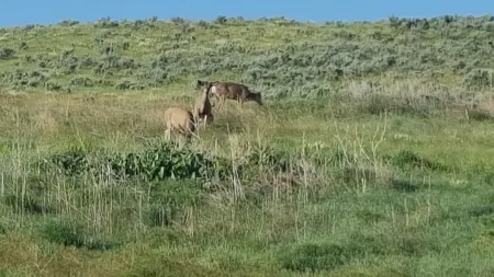 Wild Skies Cabin Rentals in Craig