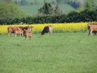 Les Vergers de la Vicomté d'Auge Hôtels à : Cambremer